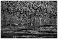 Ducks, Big Island. Voyageurs National Park ( black and white)