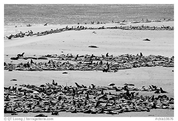 California sea lions and northern fur seals on  beach, Point Bennet, San Miguel Island. Channel Islands National Park (black and white)
