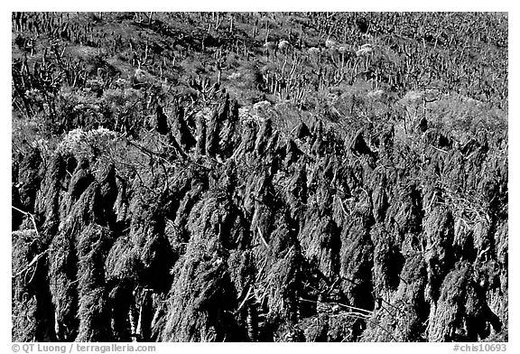 Dried giant coreopsis, San Miguel Island. Channel Islands National Park (black and white)