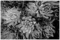 Live Forever (Dudleya) plants, San Miguel Island. Channel Islands National Park, California, USA. (black and white)