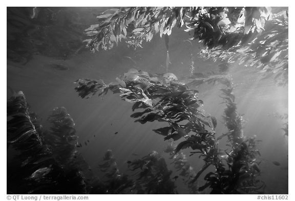 Kelp plants under ocean surface, Annacapa Marine reserve. Channel Islands National Park (black and white)