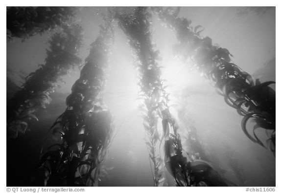 Underwater kelp bed, Annacapa Island State Marine reserve. Channel Islands National Park (black and white)