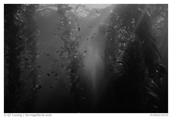 Giant Kelp underwater forest. Channel Islands National Park (black and white)