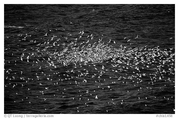 Flock of western seagulls. Channel Islands National Park, California, USA.