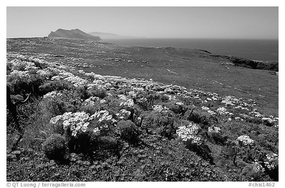 Giant Coreopsis, wildflowers, and Anacapa islands. Channel Islands National Park, California, USA.
