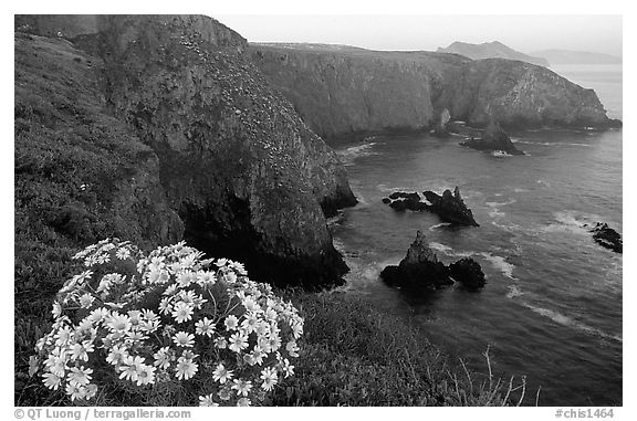 Coreopsis and Cathedral Cove, Anacapa. Channel Islands National Park, California, USA.