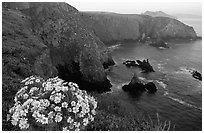 Coreopsis and Cathedral Cove, Anacapa. Channel Islands National Park, California, USA. (black and white)