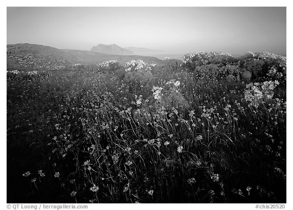 Spring wildflowers and mist, early morning, Anacapa Island. Channel Islands National Park, California, USA.