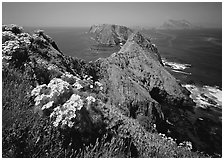 Coreopsis and chain of islands, Inspiration Point, Anacapa Island. Channel Islands National Park, California, USA. (black and white)