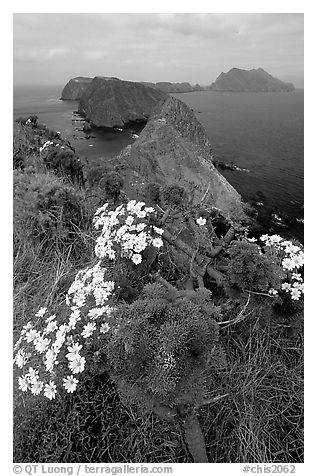 Coreopsis in bloom near Inspiration Point, morning, Anacapa. Channel Islands National Park, California, USA.