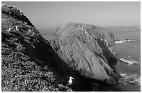 Western seagulls near Inspiration Point, morning, Anacapa. Channel Islands National Park ( black and white)