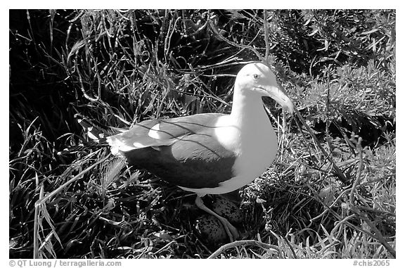 Western seagull. Channel Islands National Park (black and white)