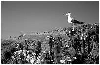 Western seagull on giant coreopsis. Channel Islands National Park, California, USA. (black and white)