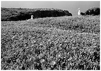 Western seagus and ice plants. Channel Islands National Park, California, USA. (black and white)