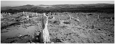 Sand castings on stumps, San Miguel Island. Channel Islands National Park (Panoramic black and white)