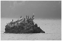 Rock covered with cormorants and pelicans, Santa Cruz Island. Channel Islands National Park, California, USA. (black and white)