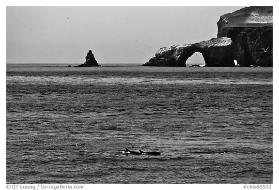 Dolphins and Arch Rock. Channel Islands National Park (black and white)