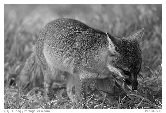 Critically endangered Coast Fox (Channel Islands Fox), Santa Cruz Island. Channel Islands National Park, California, USA.