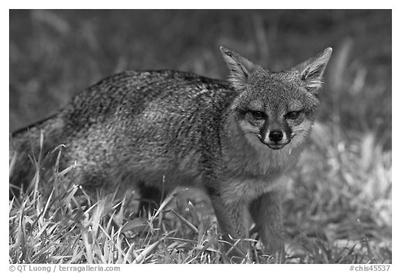 Island fox (Urocyon littoralis santacruzae), Santa Cruz Island. Channel Islands National Park, California, USA.