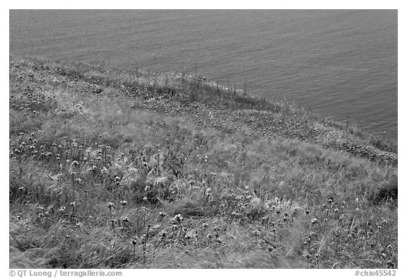 Wildflowers and wind-blown grasses on coastal bluff, Santa Cruz Island. Channel Islands National Park (black and white)