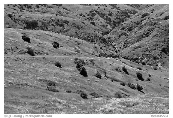 Scorpion Canyon in the spring, Santa Cruz Island. Channel Islands National Park (black and white)