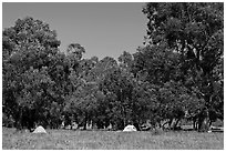 Campground in Scorpion Canyon, Santa Cruz Island. Channel Islands National Park, California, USA. (black and white)