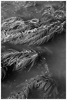 Kelp from above, Santa Cruz Island. Channel Islands National Park ( black and white)