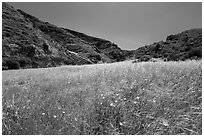 Wildflowers and grasses, Cherry Canyon, Santa Rosa Island. Channel Islands National Park ( black and white)