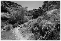 Cherry Canyon Trail, Santa Rosa Island. Channel Islands National Park ( black and white)