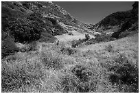 Cherry Canyon, Santa Rosa Island. Channel Islands National Park ( black and white)