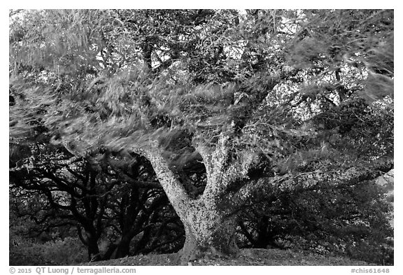 Island Oak (Quercus tomentella) and wind, Santa Rosa Island. Channel Islands National Park (black and white)