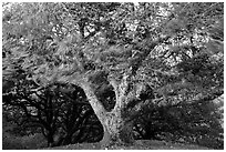 Island Oak (Quercus tomentella) and wind, Santa Rosa Island. Channel Islands National Park ( black and white)