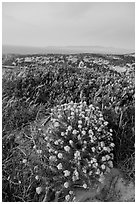 Wildflowers at dusk, Santa Rosa Island. Channel Islands National Park ( black and white)