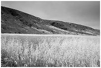 Grasses and hills, Santa Rosa Island. Channel Islands National Park ( black and white)