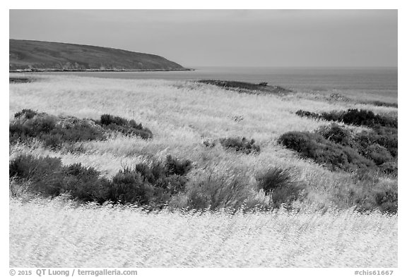 Golden grasses and Bechers Bay, Santa Rosa Island. Channel Islands National Park (black and white)