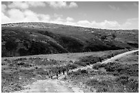 Hikers on road, Santa Rosa Island. Channel Islands National Park ( black and white)