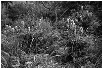 Native flowers, Lobo Canyon, Santa Rosa Island. Channel Islands National Park ( black and white)