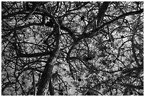 Looking up Torrey Pine, Santa Rosa Island. Channel Islands National Park ( black and white)