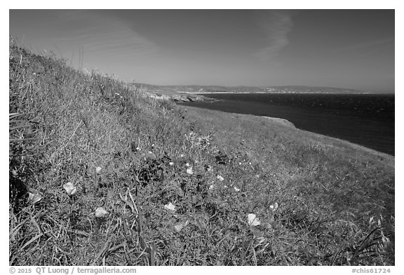 Poppies and grasses near Black Point, Santa Rosa Island. Channel Islands National Park (black and white)