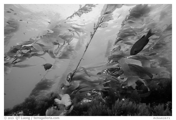 Fish and giant kelp plants, Santa Barbara Island. Channel Islands National Park (black and white)