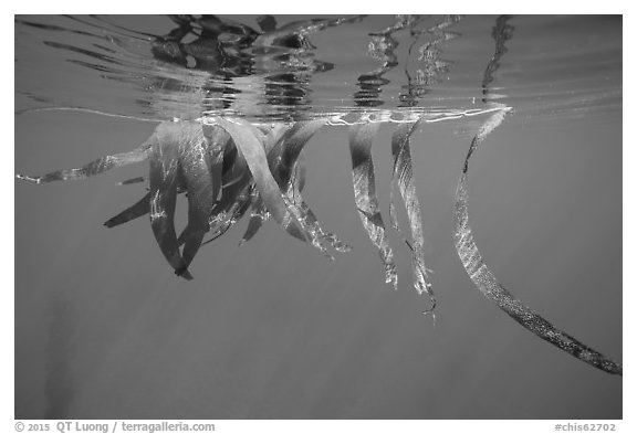 Drifting kelp and reflection, Santa Barbara Island. Channel Islands National Park (black and white)