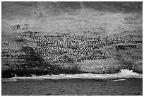 Cormorant colony at sunrise, Santa Barbara Island. Channel Islands National Park ( black and white)
