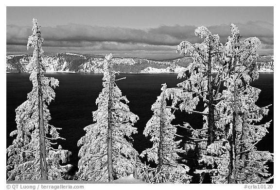Trees with hoar frost above  Lake. Crater Lake National Park (black and white)