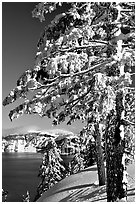 Trees framing  lake in winter. Crater Lake National Park, Oregon, USA. (black and white)