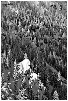 Pine forest on slope in winter. Crater Lake National Park, Oregon, USA. (black and white)