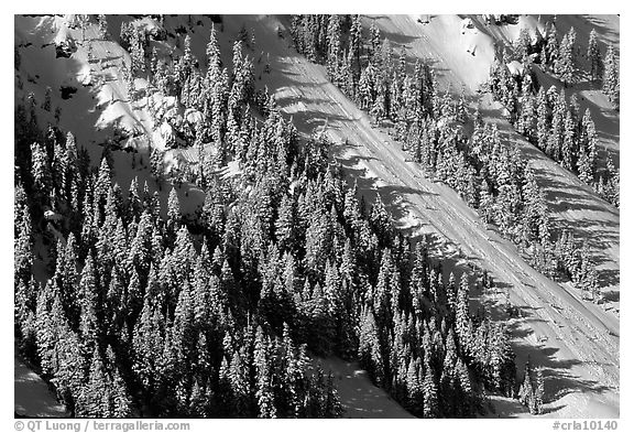 Slope covered with trees in winter. Crater Lake National Park (black and white)