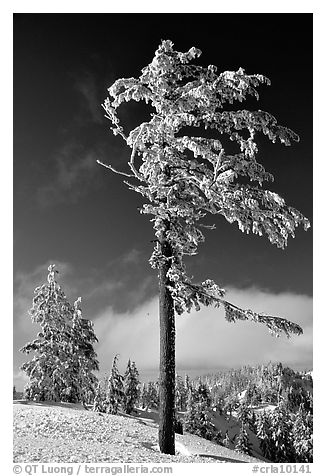 Frost-covered pine tree. Crater Lake National Park, Oregon, USA.