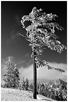 Frost-covered pine tree. Crater Lake National Park, Oregon, USA. (black and white)