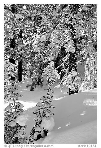 Fresh snow on sunlit branches. Crater Lake National Park, Oregon, USA.