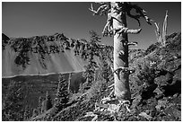 Massive trunk of whitebark pine near Wizard Island summit. Crater Lake National Park ( black and white)